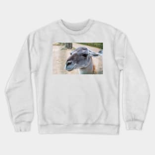 Portrait of the Guanaco Crewneck Sweatshirt